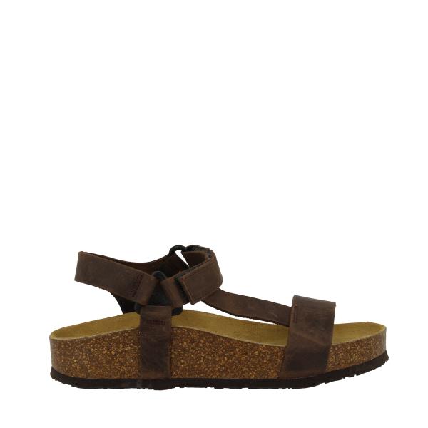 Plakton 346127 MARRONE